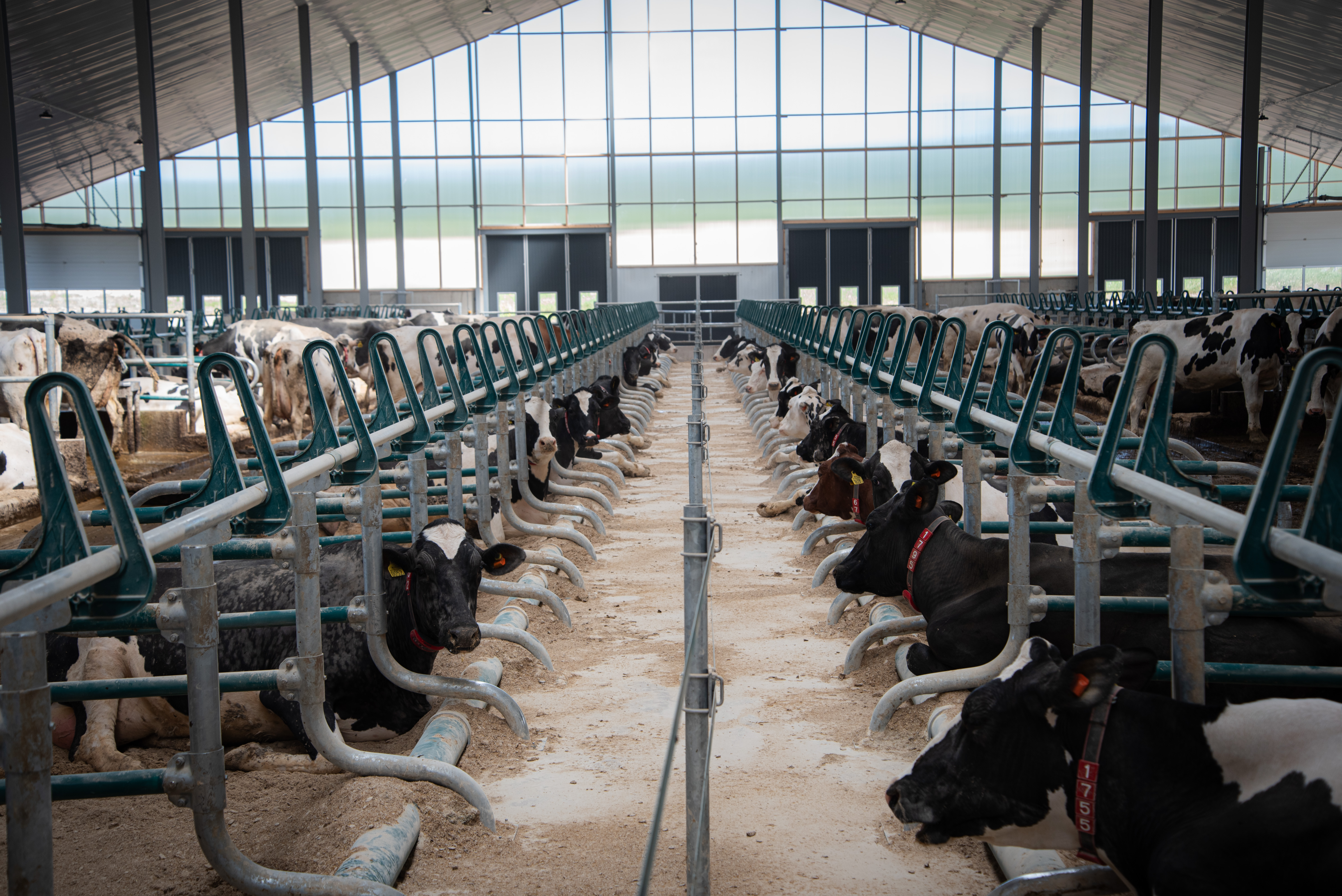 Kor som njuter av stallinredning